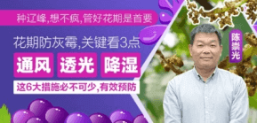 花期防灰霉，关键看3点